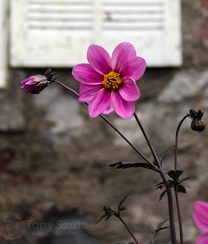 Illustration for article titled Photo Mission Gallery: Flora